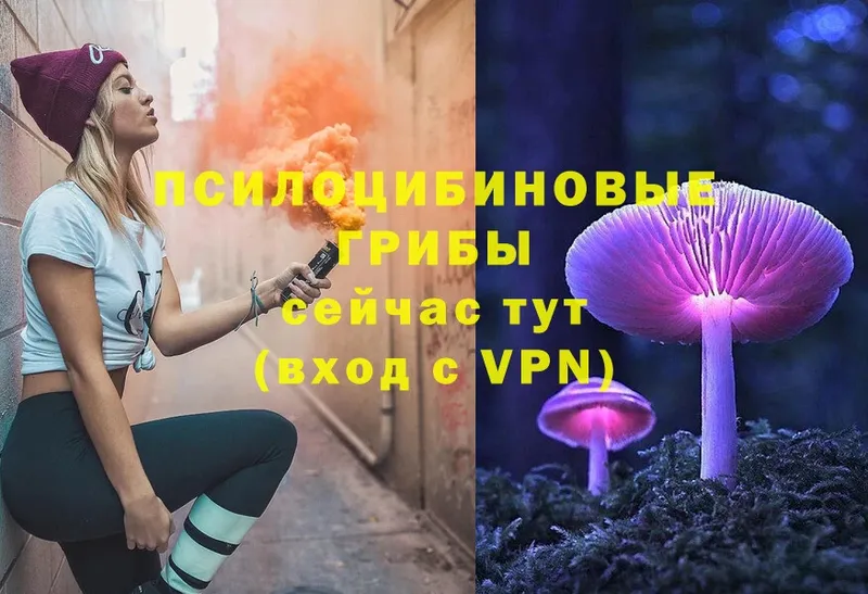 гидра ТОР  Заречный  Галлюциногенные грибы Psilocybe 